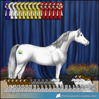 Horse Color:Gray Blue Roan Splash Appaloosa