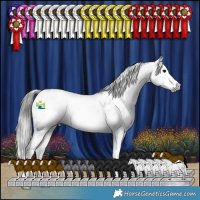 Horse Color:Gray Blue Roan Splash Appaloosa