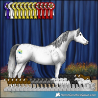 Horse Color:Gray Blue Roan Splash Appaloosa