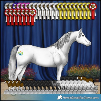 Horse Color:Gray Blue Roan Splash Appaloosa