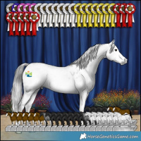 Horse Color:Gray Blue Roan Splash Appaloosa 