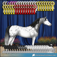 Horse Color:Gray Blue Roan Splash Near Leopard 