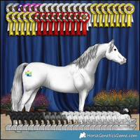 Horse Color:Gray Blue Roan Splash Appaloosa