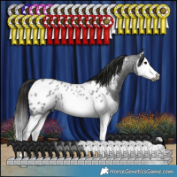 Horse Color:Gray Blue Roan Splash Near Leopard 