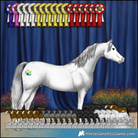 Horse Color:Gray Blue Roan Splash Appaloosa