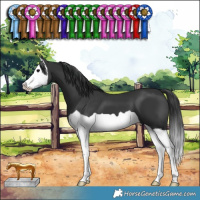 Horse Color:Black Splash
