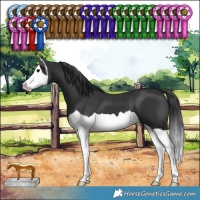 Horse Color:Black Splash