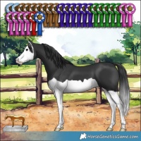 Horse Color:Black Splash