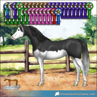 Horse Color:Black Splash