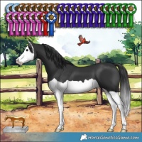 Horse Color:Black Splash 