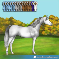 Horse Color:Gray Blue Roan Splash