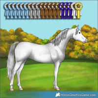 Horse Color:Gray Blue Roan Splash 