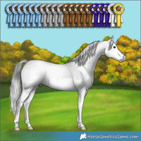 Horse Color:Gray Blue Roan Splash 