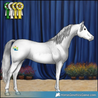 Horse Color:Gray Blue Roan Splash 