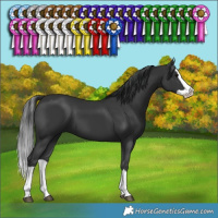 Horse Color:Black Splash 