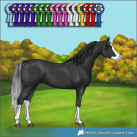 Horse Color:Black Splash