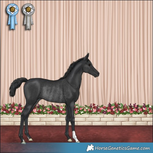 Horse Color:Black Rabicano