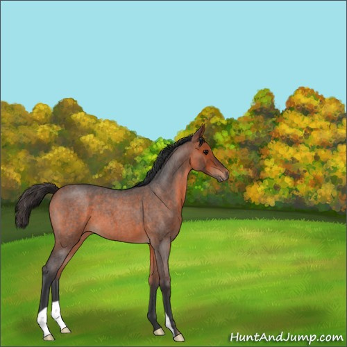 Horse Color:Bay Roan