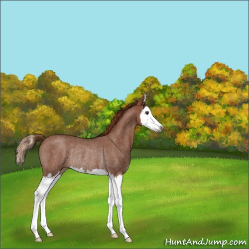 Horse Color:Gray Red Roan Splash Rabicano 