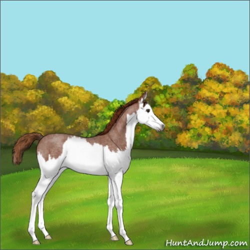 Horse Color:Gray Red Roan Splash 