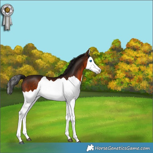 Horse Color:Gray Bay Splash