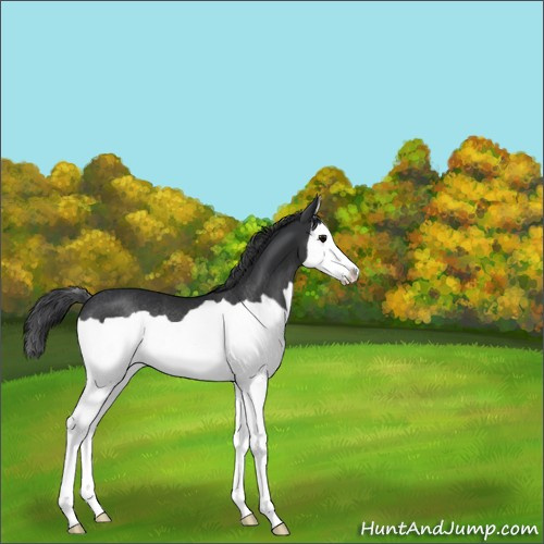 Horse Color:Black Splash Rabicano 