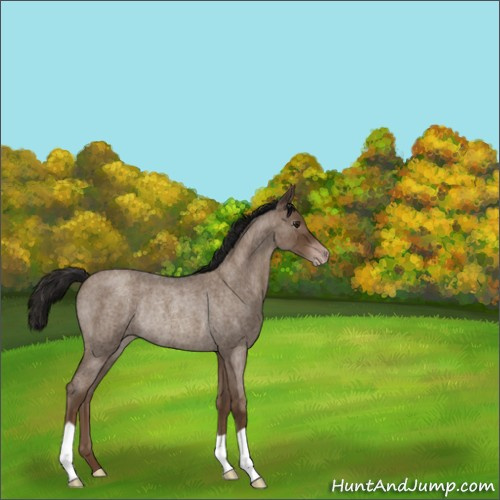 Horse Color:Gray Classic Champagne Roan Rabicano 