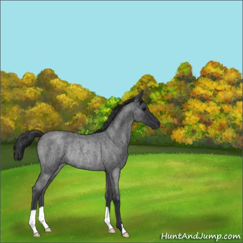 Horse Color:Blue Roan Rabicano