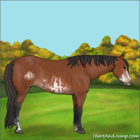Horse Color:Bay Sabino Rabicano and Bay Sabino Frame Rabicano