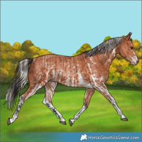 Horse Color:Bay Sabino Rabicano  and Silver Bay Sabino Rabicano 