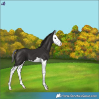 Horse Color:Liver Chestnut Splash 