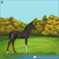 Horse Color:Liver Chestnut Tobiano 