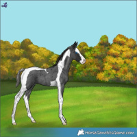 Horse Color:Liver Red Roan Splash Tobiano 
