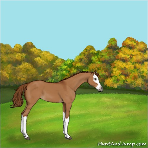 Horse Color:Gray Red Dun Splash 