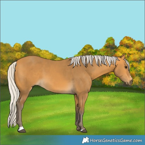Horse Color:Silver Buckskin Sabino 