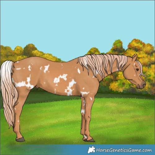 Horse Color:White Spotted Chestnut 