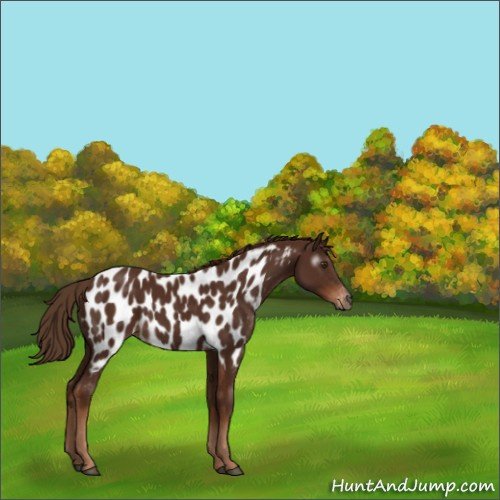 Horse Color:Gray Chestnut Appaloosa 