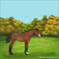 Horse Color:Bay Sabino Rabicano and Bay Sabino Rabicano