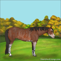 Horse Color:Bay Sabino Rabicano  and Brown Sabino Rabicano 
