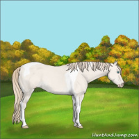 Horse Color:Smoky Creme Dun Tobiano 