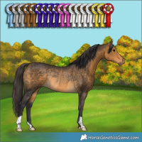 Horse Color:Buckskin Rabicano