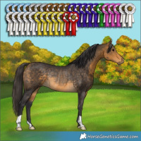 Horse Color:Buckskin Rabicano 