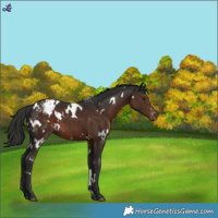 Horse Color:White Spotted Liver Chestnut Appaloosa 