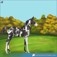 Horse Color:White Spotted Liver Chestnut Sabino Varnish 