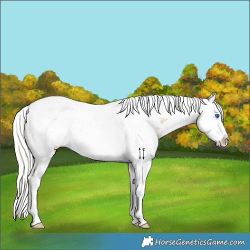 Horse Color:Silver Classic Cream Champagne Dun Splash Tobiano Appaloosa Rabicano 