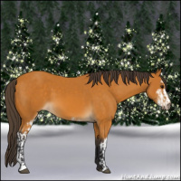 Horse Color:Buckskin Sabino Rabicano  and Buckskin Sabino 