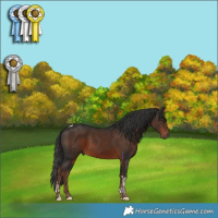 Horse Color:Liver Chestnut Tobiano