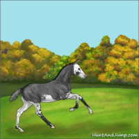 Horse Color:Blue Roan Splash