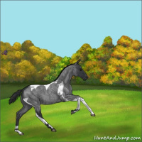 Horse Color:Blue Roan Tobiano