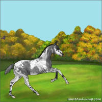 Horse Color:Blue Roan Splash Tobiano 